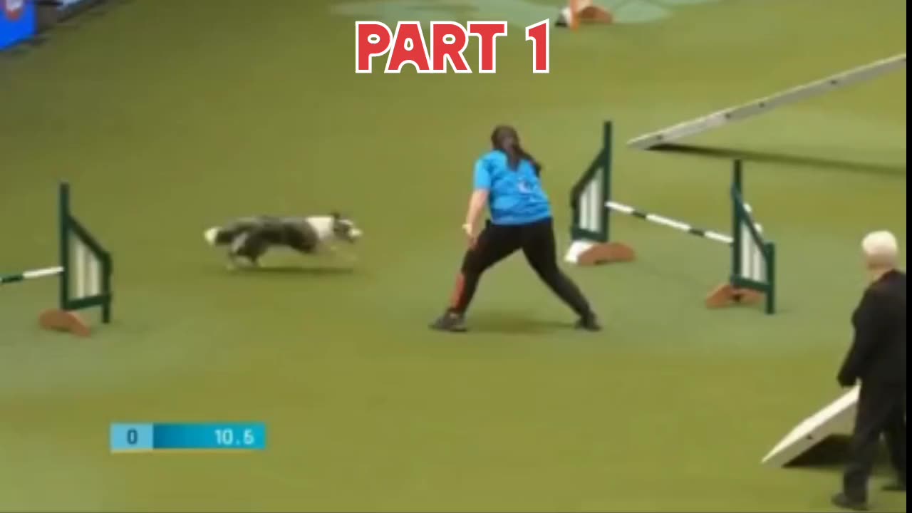 Amazing dogs showing their skills speed during competition Part 1 by AnimalViral309