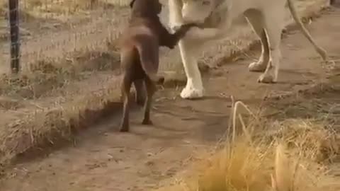 Funny animal videos|Cute animal videos |Funny dog&cat videos|Hilarious pet videos|Funny video