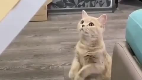 Cute Cat starts to dance when seeing pizza