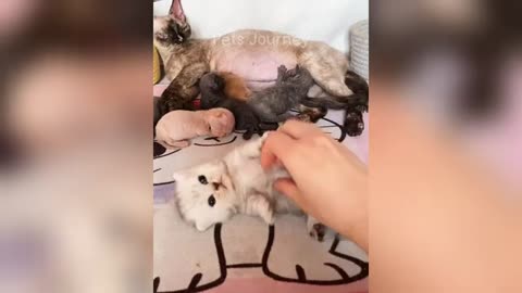 Funny animals make you laugh