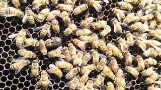 Carniolan Queen laying
