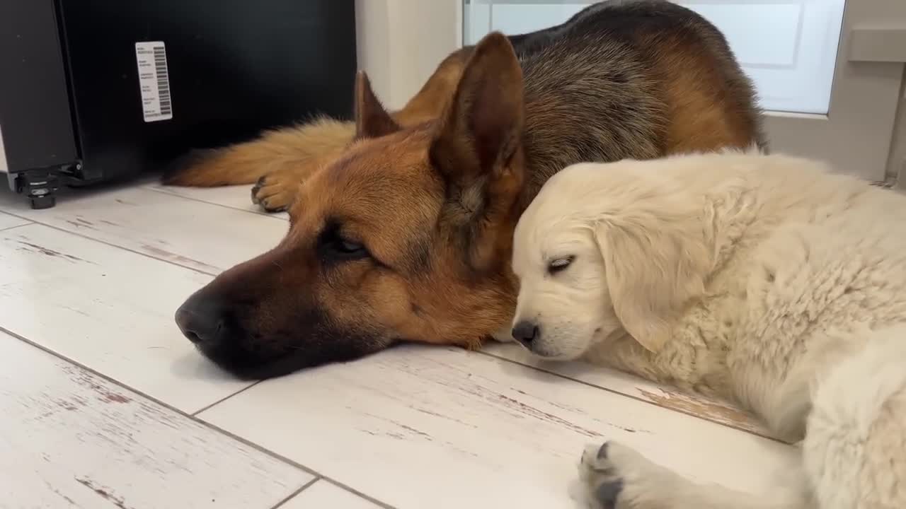 German Shepherd and Golden Retriever Puppy Fight Against Sleep