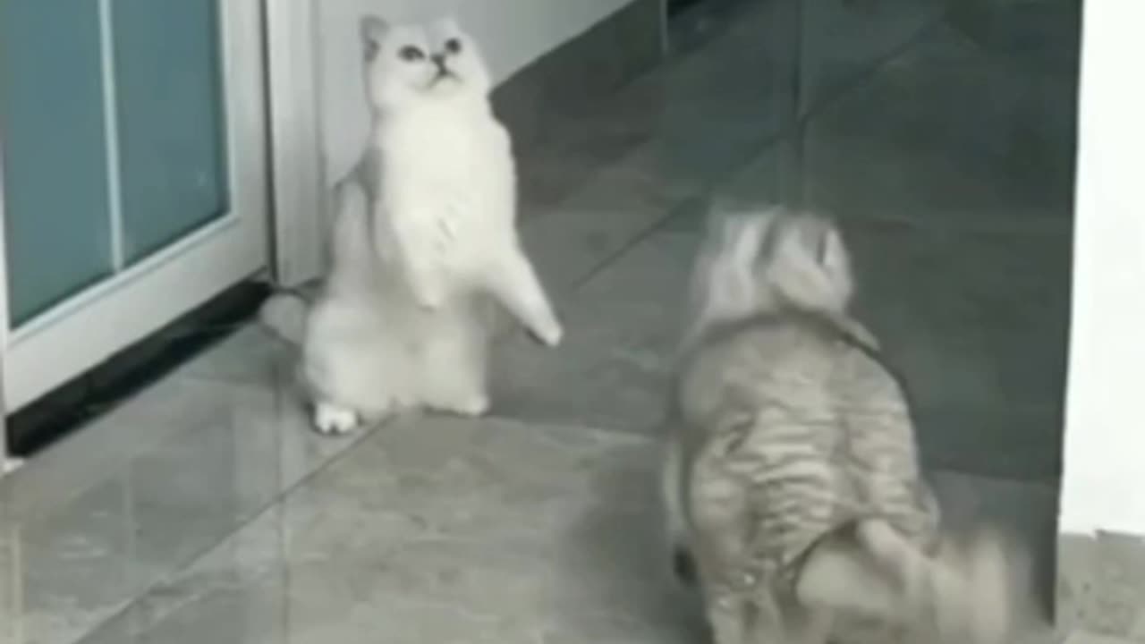 Cats fights funny