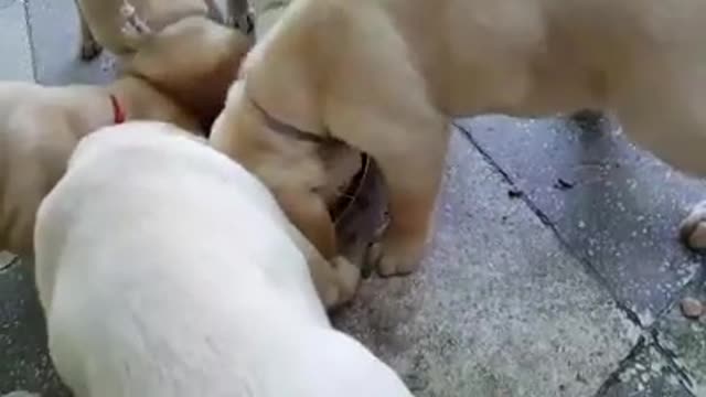 Cachorros de Labrador se mueven en sincronía durante la hora de la comida