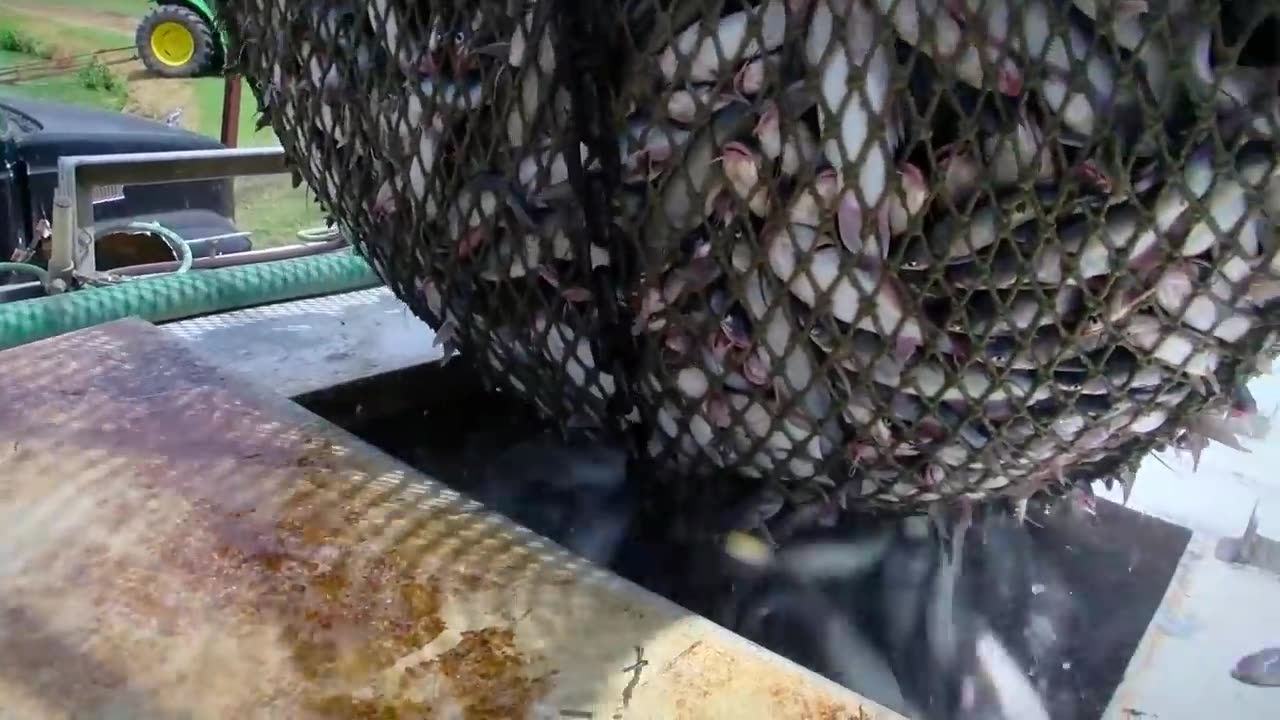 Modern catfish farming and harvesting - Catfish Processing in factory - Catfish aquaculture