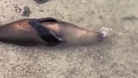 A sea lion lying flat at rest