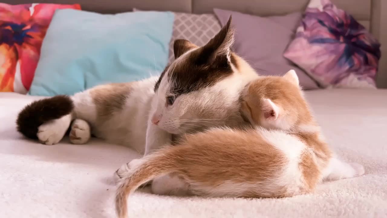 Poor Cat Attacked by Tiny Kitten