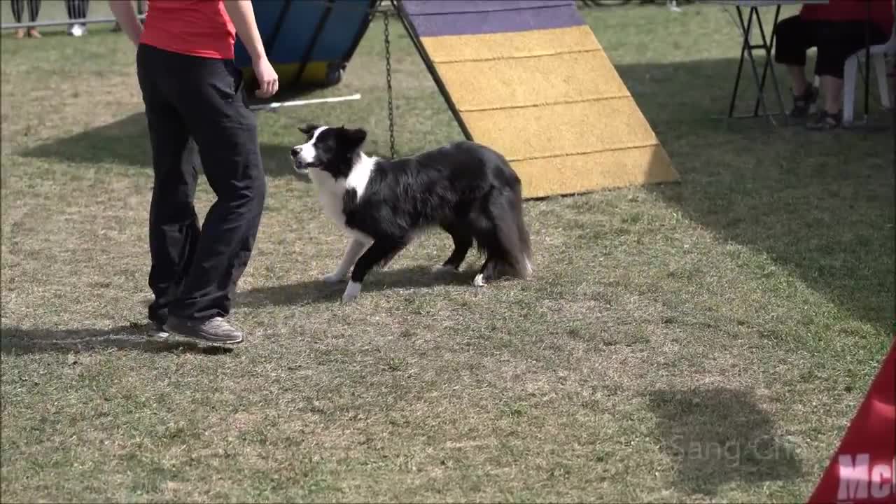 dog run racing