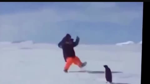 Penguin chases antarctic tourist