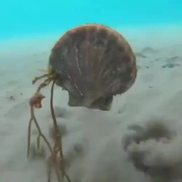 This Is How Scallops Swim!