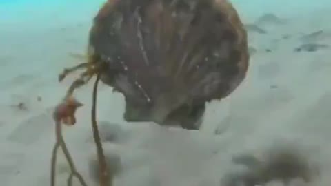 This Is How Scallops Swim!