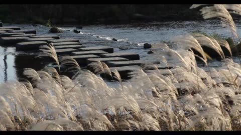 silver grass by the ocean