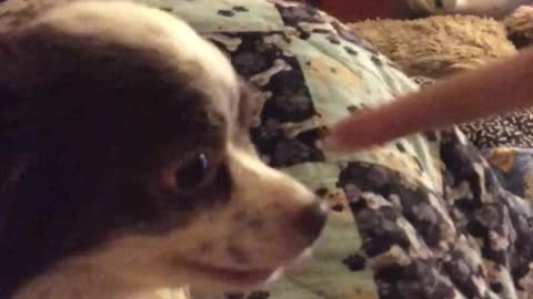 Doggie mad at human sister