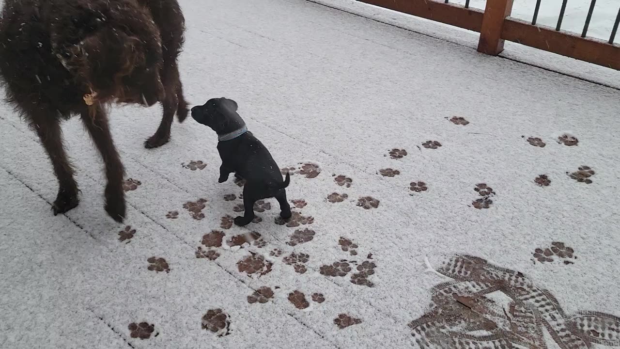 Puppy snow