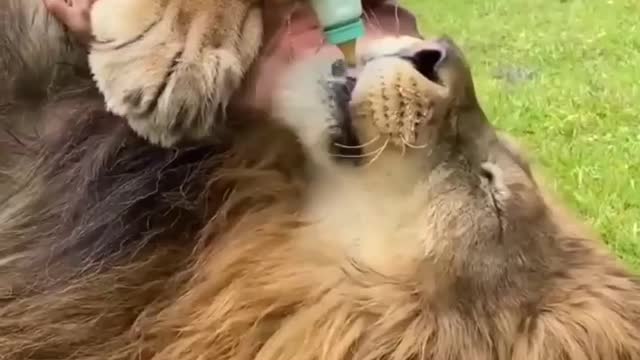 Have you ever seen?🙄 Women feeding Lion with milk