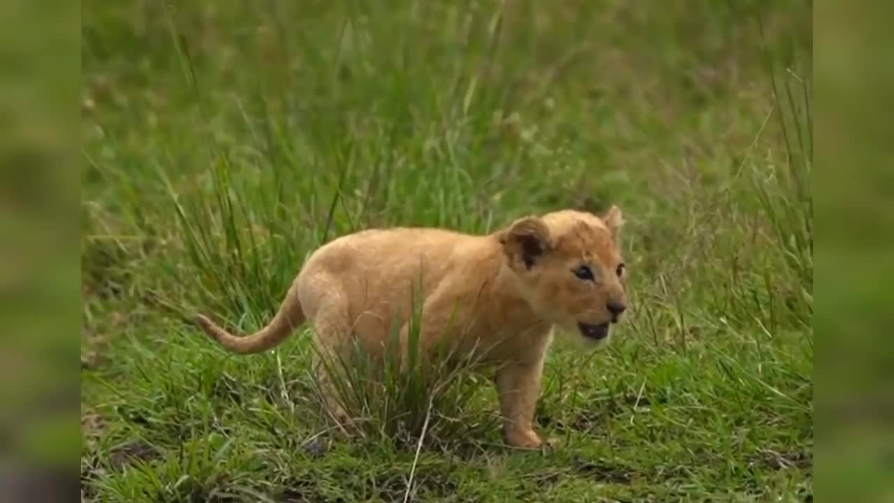 Funny and clever animal attraction videos