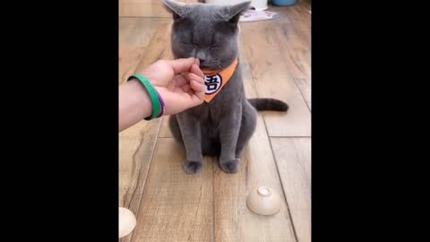 Funny Animals Habits