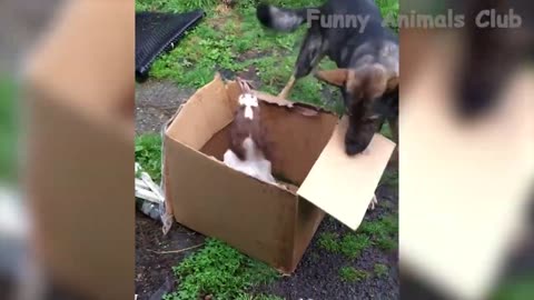 Animals funny video