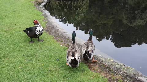 Curious duck animal pet