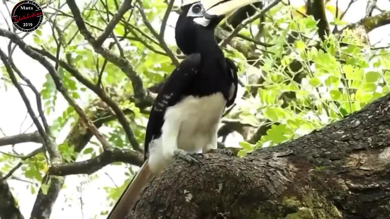 borneo island hornbill