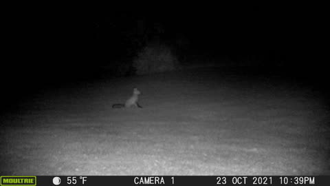 Fox caught by camera - 23 Oct 2021 @ 2239