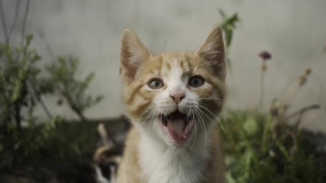 Kitten yawning