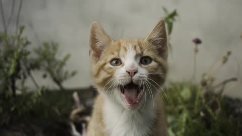 Kitten yawning