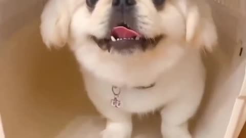 Funny Puppy 🐶 Video