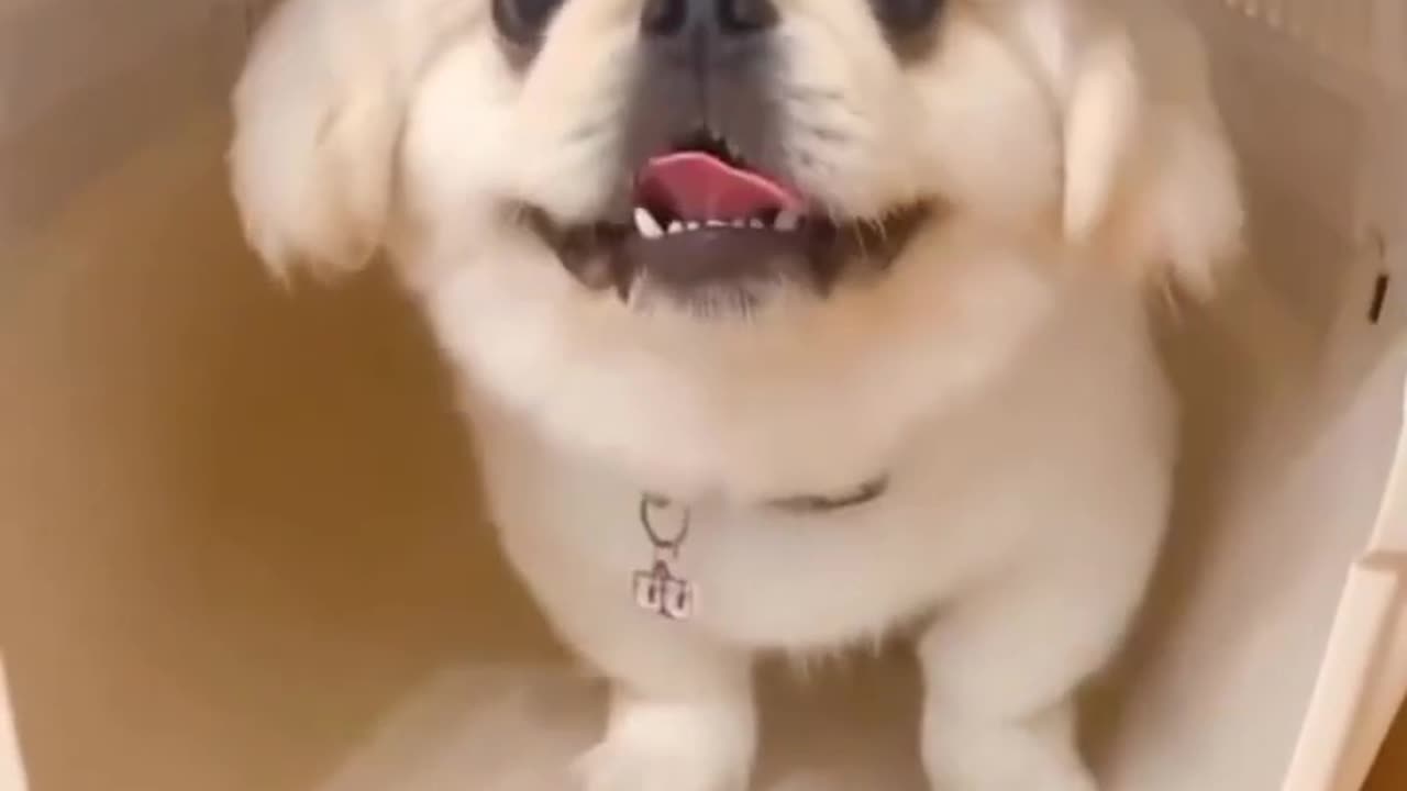 Funny Puppy 🐶 Video
