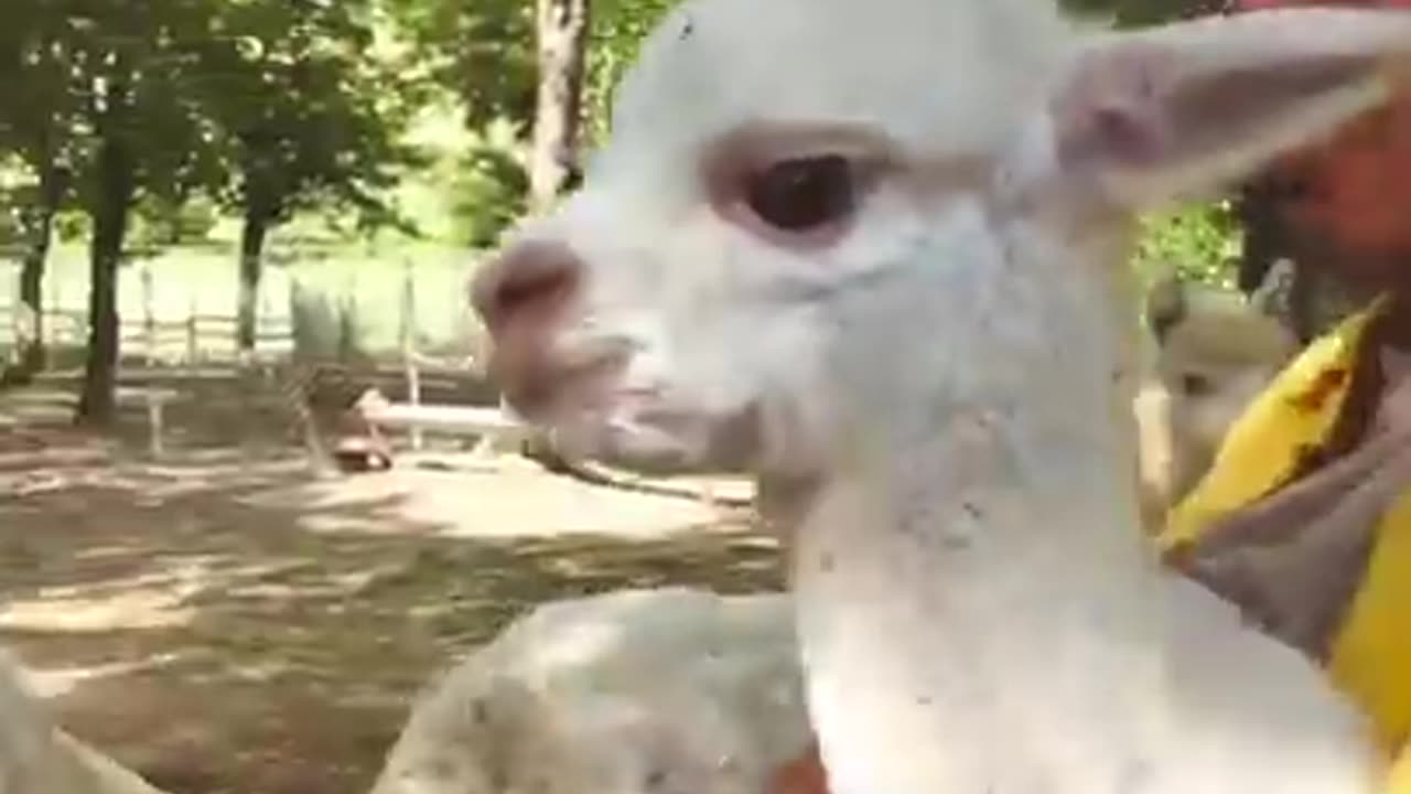 A Cute Moment - #Sadhguru with Alpacas | #Shorts