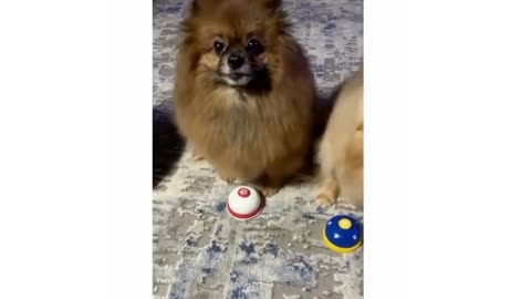 Adorable Pooch Rings Bell for Food! You Won't Believe How Clever This Dog Is!