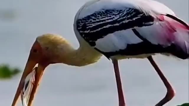 Long billed bird