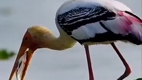 Long billed bird