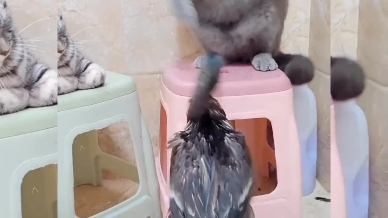 Cat and duck fight