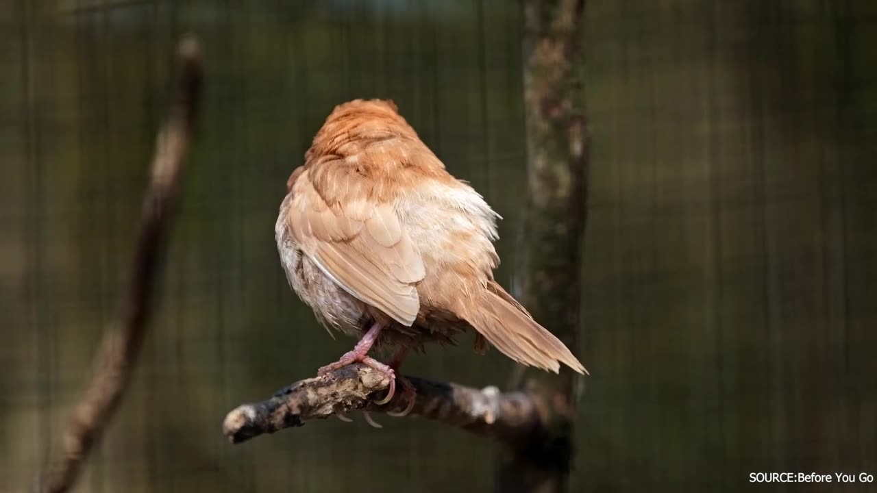 [wildlife destination]Unprecedented Discovery in the Animal World Leaves Scientists in Aw