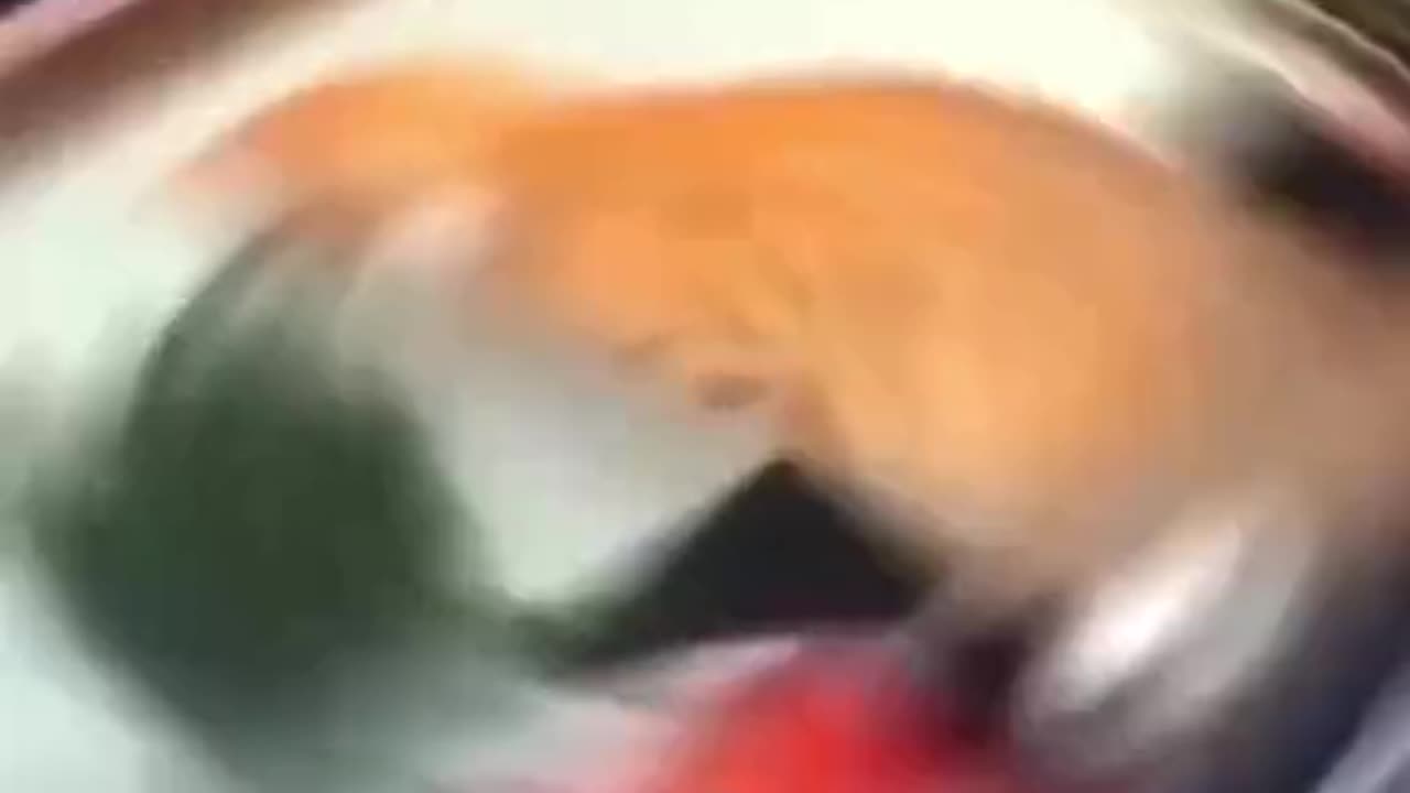 Animal funny