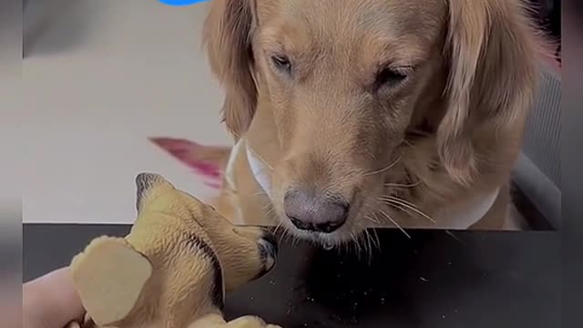 #i won't eat, leave it to you #funydogvideo