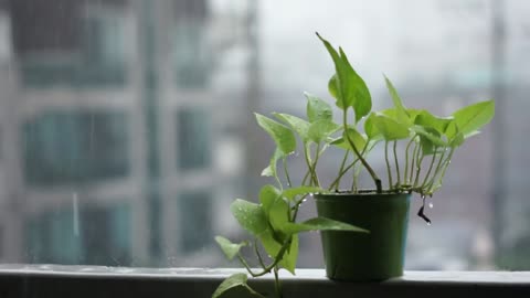 Window Rain Watch Calm Meditation