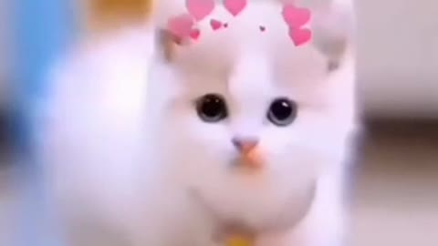 Most fUnny video😆😆😆please try not to laugh😘😘😘#shorts#video#short video#funny cat