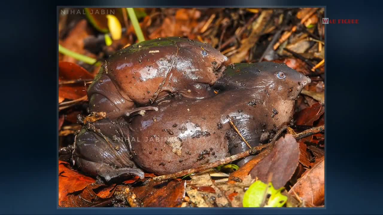These are five of the weirdest animals on the planet that are actually alive.