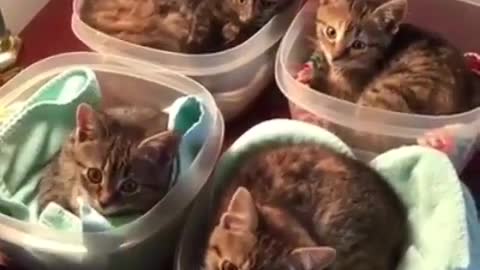 O efeito assustador da mudança climática no gato