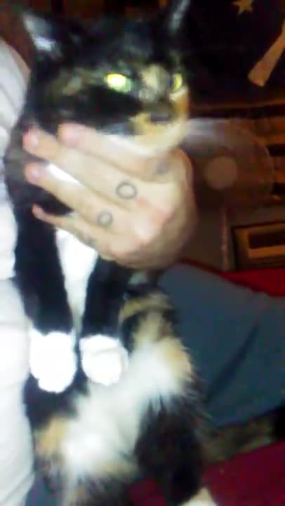 Astaroth49's Crazy Cats. I have no idea what you're doing?