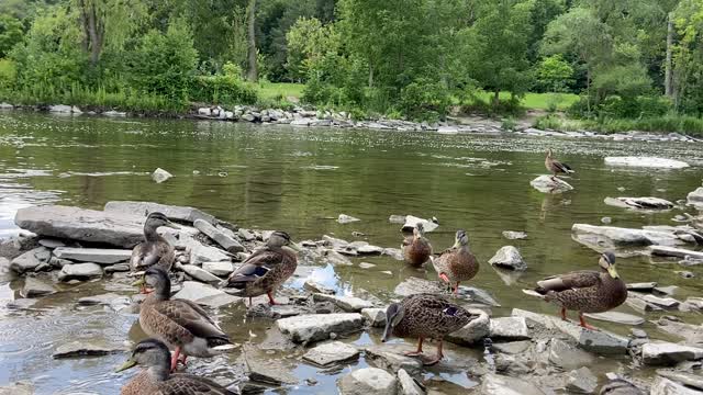 Ducks and Geese 8