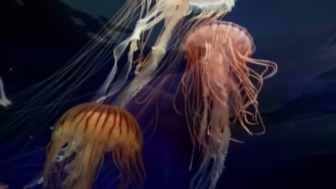 Vicious Beauties Part 1 - The Secret World of the Jellyfish