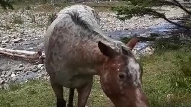 Cape Breton Highlands Wild Horses