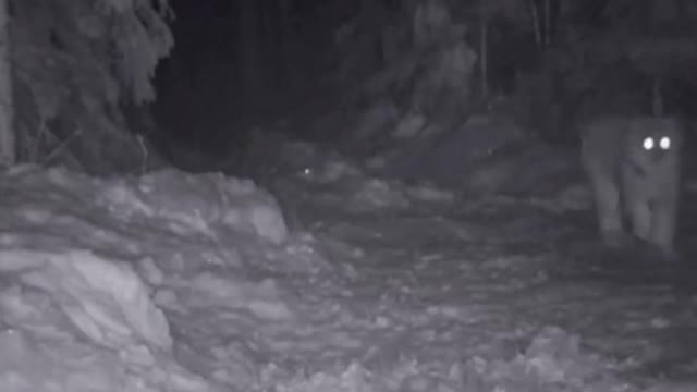 Lynx VS Fox