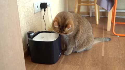 ALNPET+ pet water fountain from PettoFund!