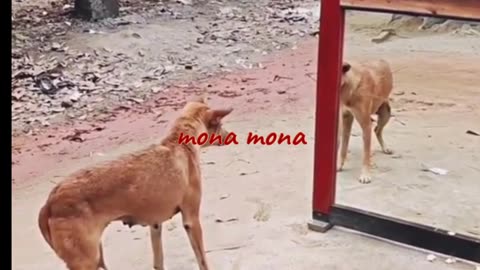The dog//cock watched himself in the mirror and got scared