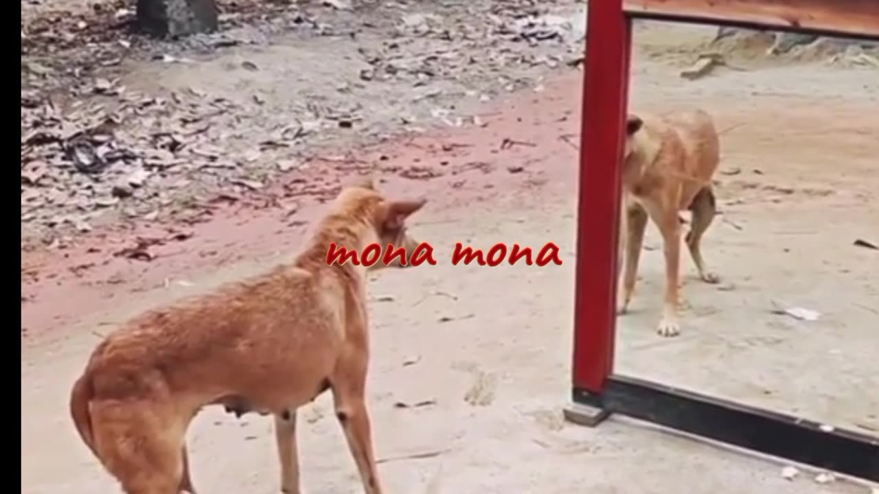 The dog//cock watched himself in the mirror and got scared