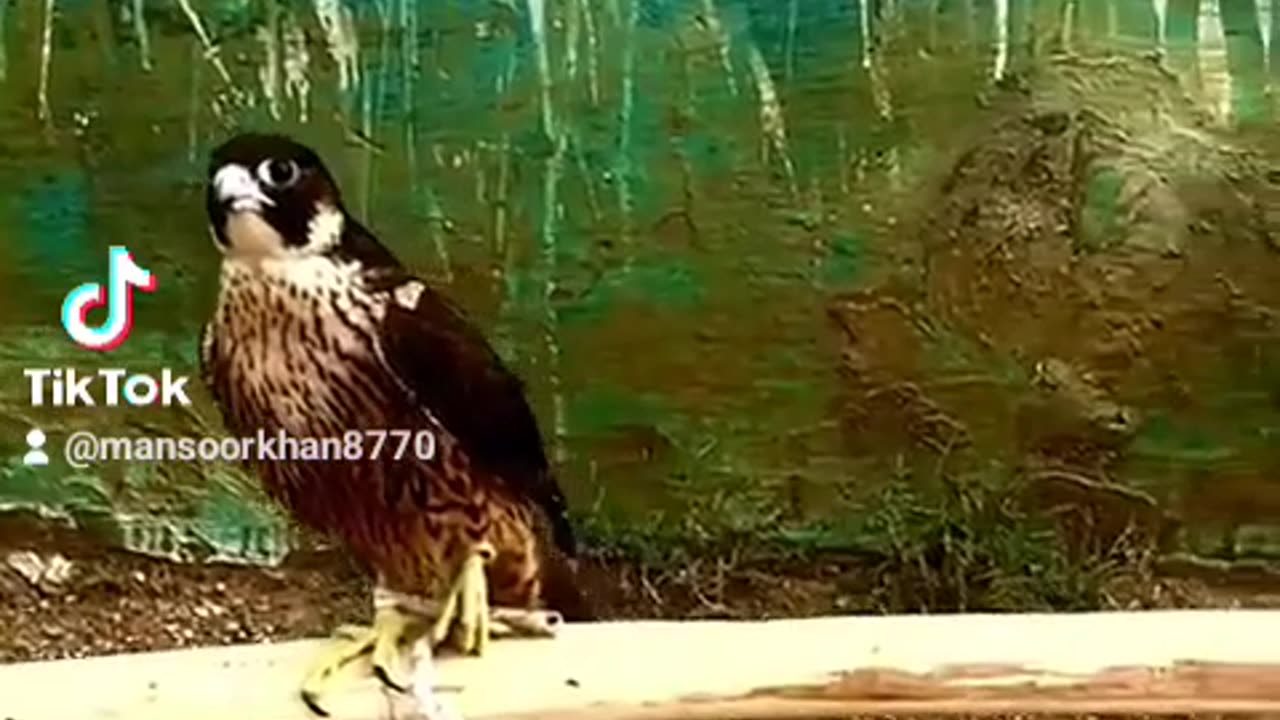 Peregrine falcon